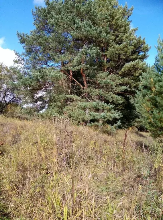 Участок в Калужская область, Тарусский муниципальный округ, д. ... - Фото 1