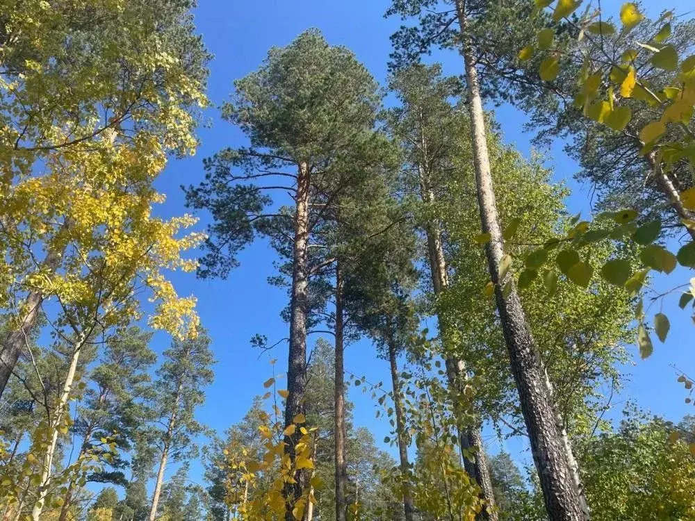 Участок в Иркутская область, Иркутск Славный мкр, ул. Перспективная ... - Фото 1