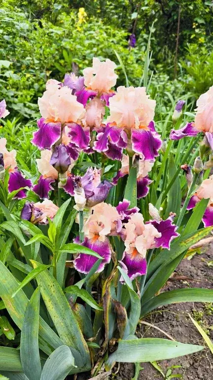 Дом в Ростовская область, Волгодонск ДНТ Донской сад,  (25 м) - Фото 2