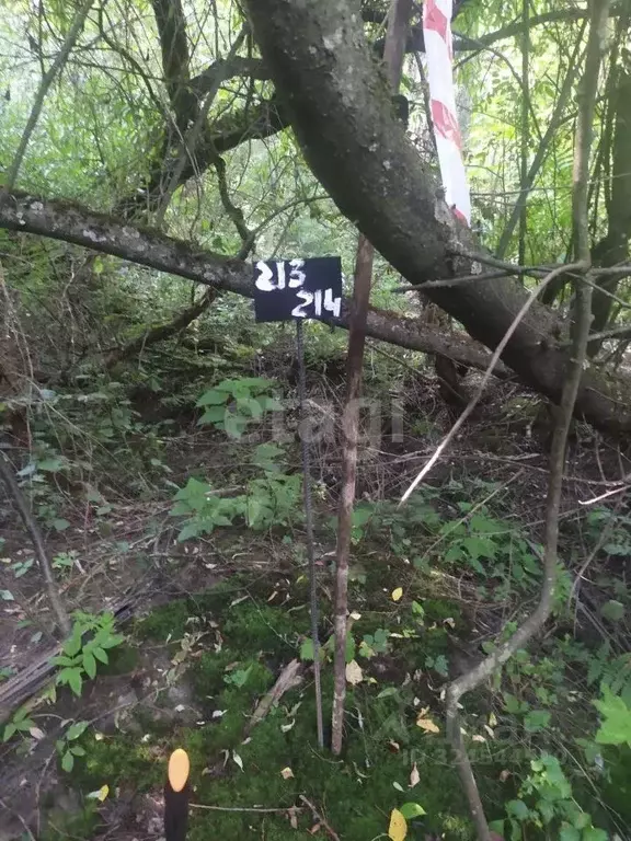 Участок в Калужская область, Бабынинский муниципальный округ, ... - Фото 2