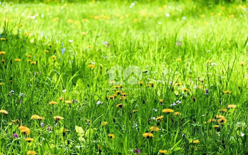 Участок в Новосибирск, садовое товарищество Берёзка (7.2 м) - Фото 1