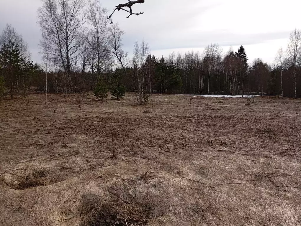 Участок в Псковская область, Пустошкинский район, Забельская волость, ... - Фото 1