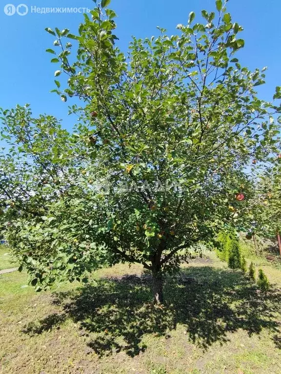 Дом в Воронежская область, Хохольское городское поселение, ... - Фото 1
