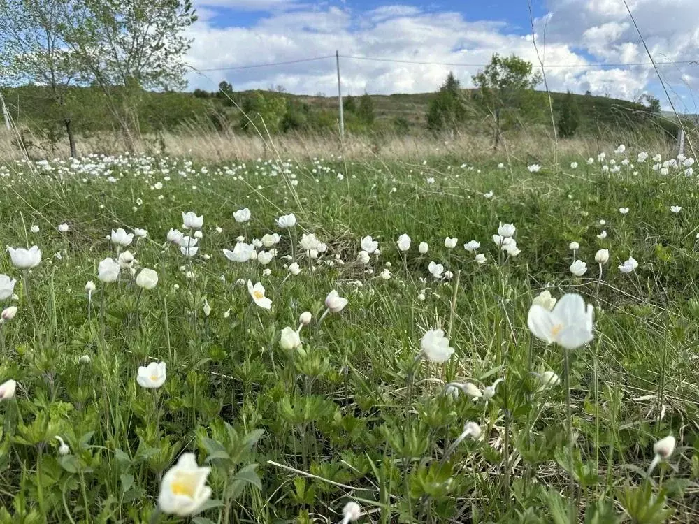 Участок в Хакасия, Саяногорск Саяногорск городской округ, ул. Тенистая ... - Фото 0