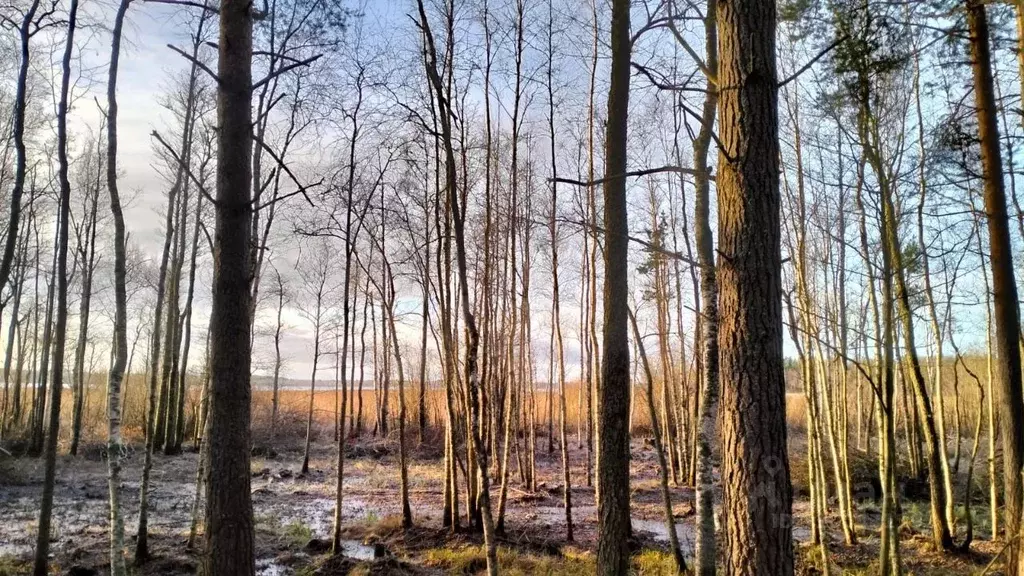 Участок в Ленинградская область, Приозерский район, Ларионовское ... - Фото 0