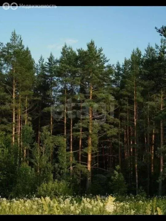 Дом в Курганская область, Каргапольский муниципальный округ, деревня ... - Фото 2