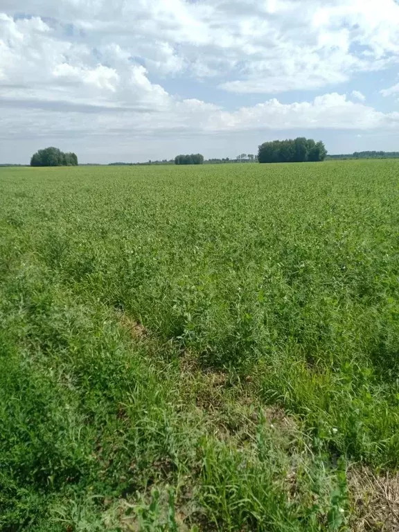 Участок в Омская область, Большереченский район, с. ... - Фото 2