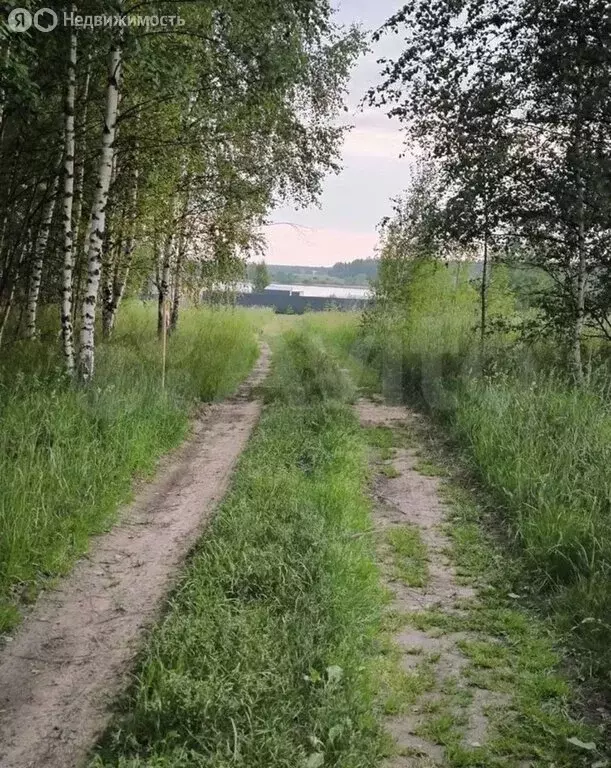 Участок в Ярославский муниципальный округ, деревня Сорокино (12 м) - Фото 1