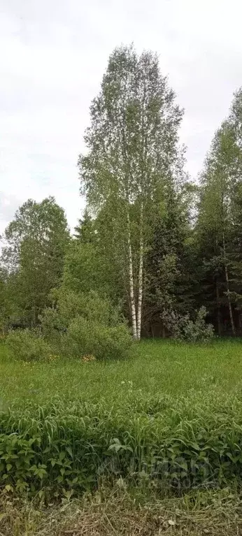Участок в Московская область, Можайский муниципальный округ, Родничок ... - Фото 1
