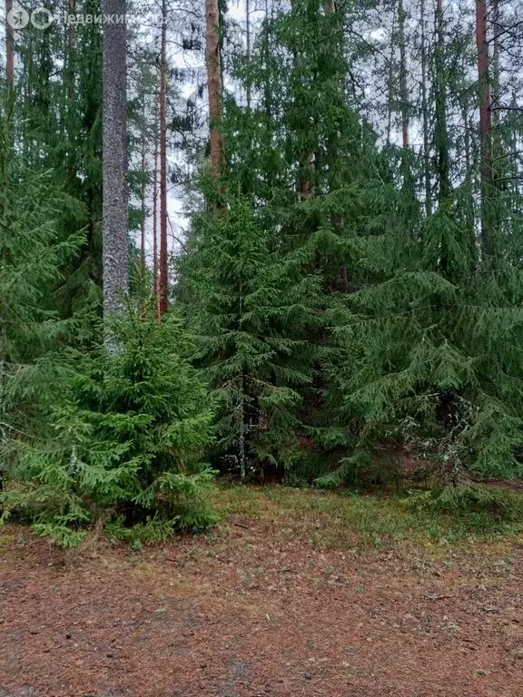 Квартира-студия: Рощино, Песочная улица, 16 (16.5 м) - Фото 0