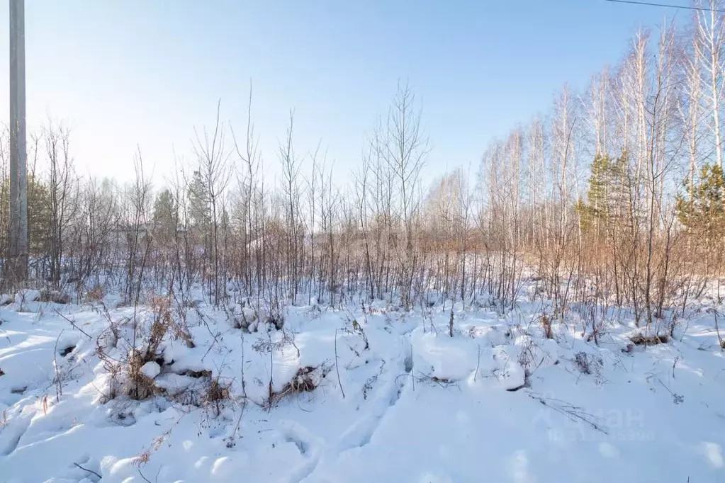 Участок в Новосибирская область, Новосибирский район, Барышевский ... - Фото 1