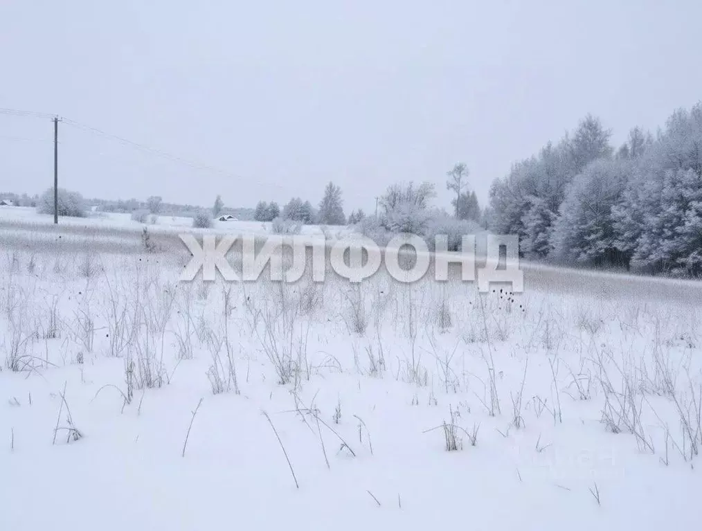Участок в Новосибирская область, Новосибирский район, Кубовинский ... - Фото 1