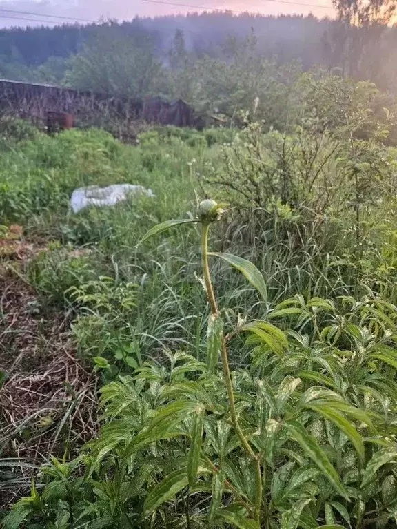 Участок в Московская область, Истра муниципальный округ, д. Черная ул. ... - Фото 2