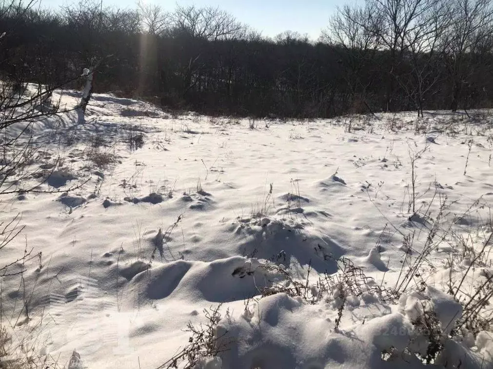 Участок в Приморский край, Надеждинский район, пос. Тавричанка ул. ... - Фото 2