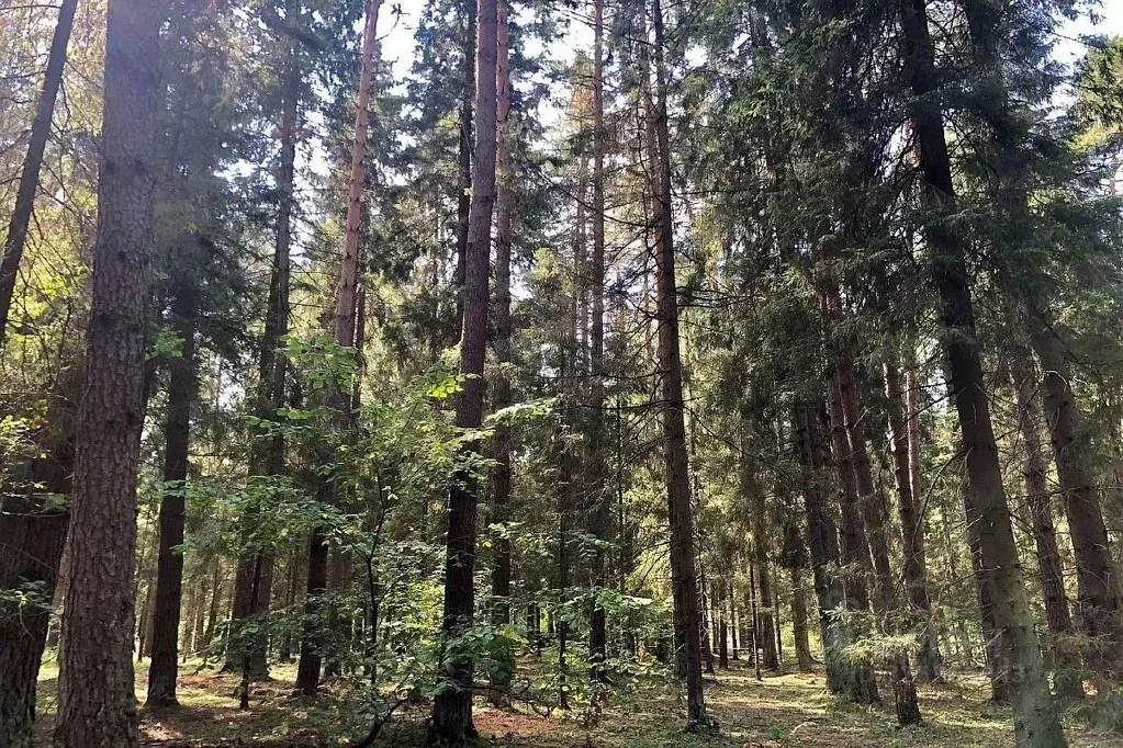 Участок в Московская область, Наро-Фоминский городской округ, Парус дп ... - Фото 1