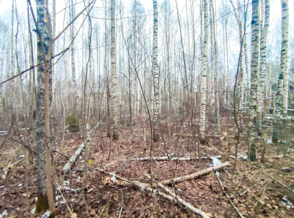 Участок в Вологодская область, Череповецкий муниципальный округ, с/т ... - Фото 2