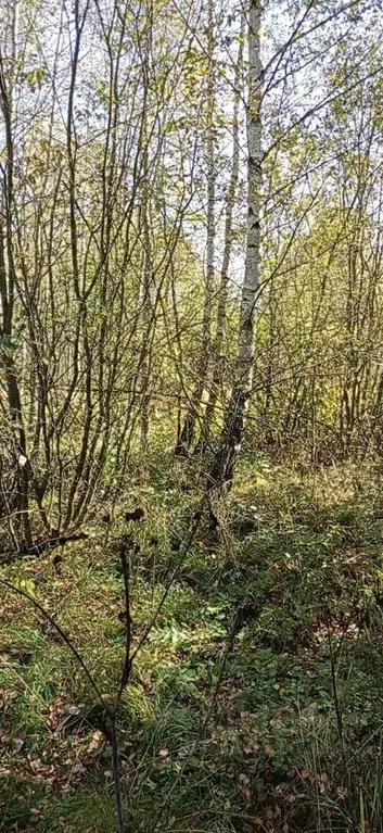 Участок в Московская область, Орехово-Зуевский городской округ, д. ... - Фото 2