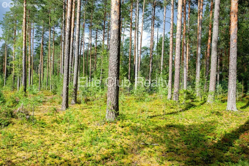 Участок в посёлок Комарово, Большой проспект (140 м) - Фото 2