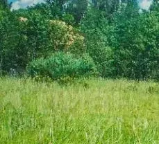 Участок в Санкт-Петербург пос. Понтонный, ш. Вознесенское (4.0 сот.) - Фото 2