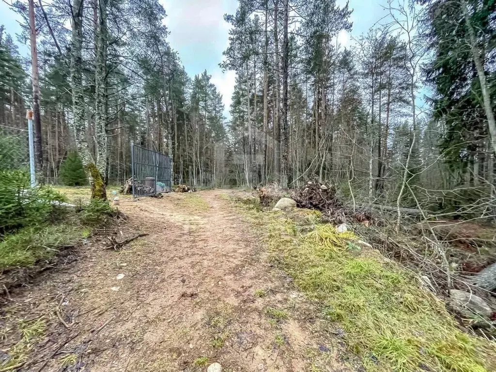 Участок в Ленинградская область, Выборгский район, Рощино пгт ул. ... - Фото 2