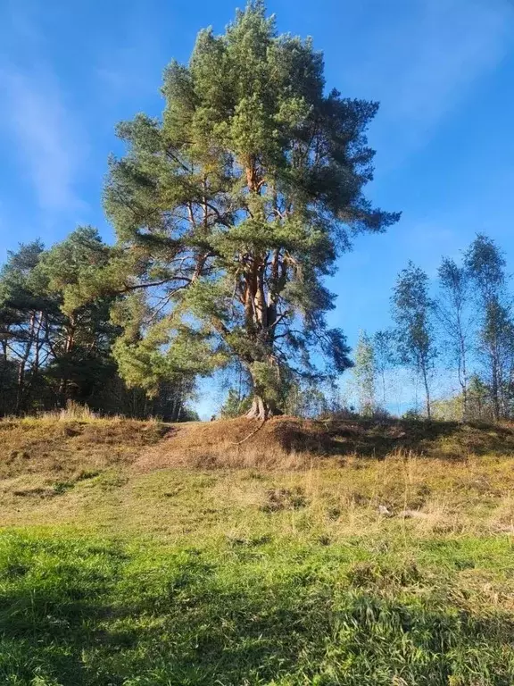 Участок в Тверская область, Ржевский муниципальный округ, д. ... - Фото 2