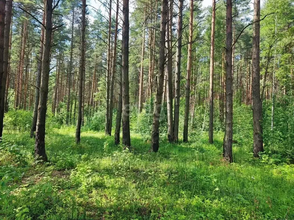 Участок в Ярославская область, Ярославский муниципальный округ, пос. ... - Фото 1