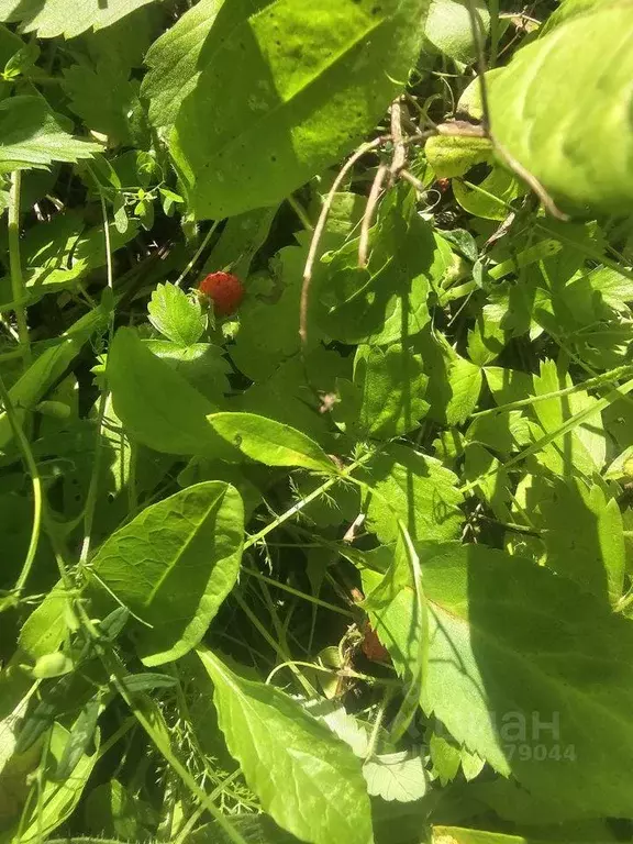 Участок, 8.6 сот., сельхоз (снт или днп) - Фото 1