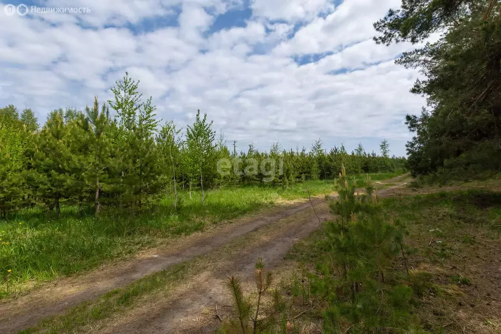 Участок в Тюменский район, село Борки (87.6 м) - Фото 1