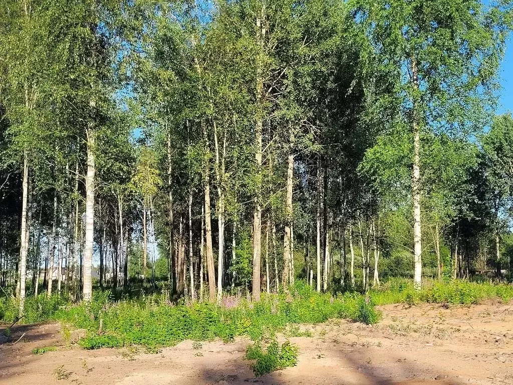 Участок в Ленинградская область, Шлиссельбург Кировский район, ул. ... - Фото 1