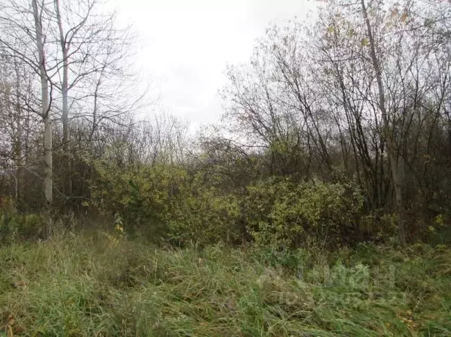 Участок в Московская область, Коломна городской округ, с. Нижнее ... - Фото 1