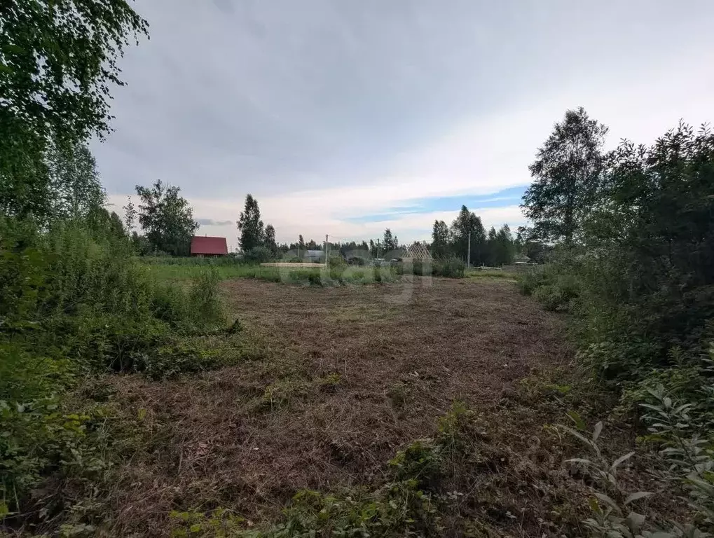 Участок в Новосибирская область, Коченевский район, Тальник СНТ ул. ... - Фото 0