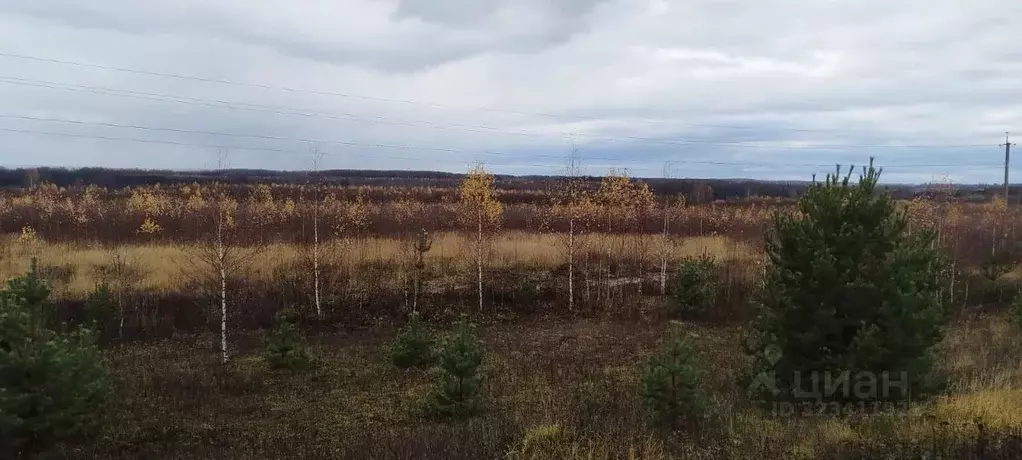 Участок в Костромская область, Красносельский район, Боровиковское ... - Фото 2