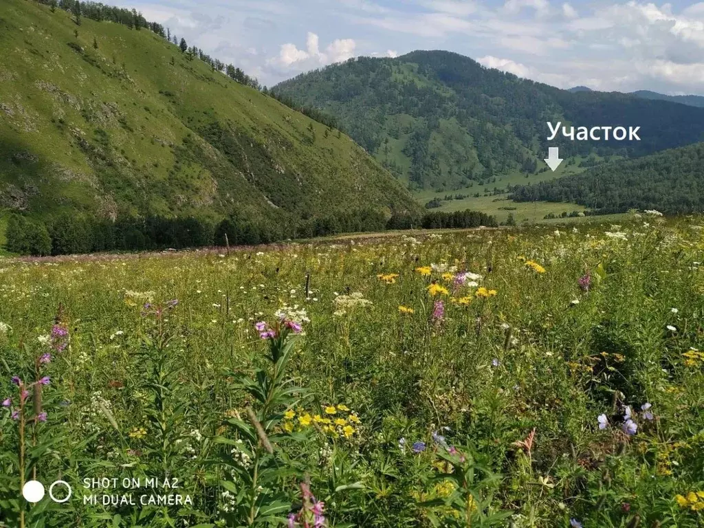 Участок в Алтай, Чемальский район, с. Уожан Заречная ул. (330.0 сот.) - Фото 1