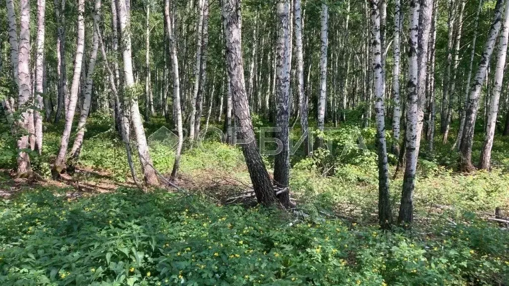 Участок в Тюменская область, Нижнетавдинский район, Лесная сказка СНТ ... - Фото 1