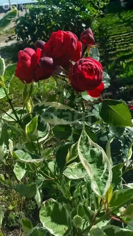 Дом в Курлек, Лесная улица (66 м) - Фото 2