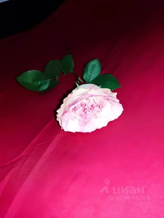 Студия Санкт-Петербург просп. Большевиков, 6К4 (35.0 м) - Фото 2