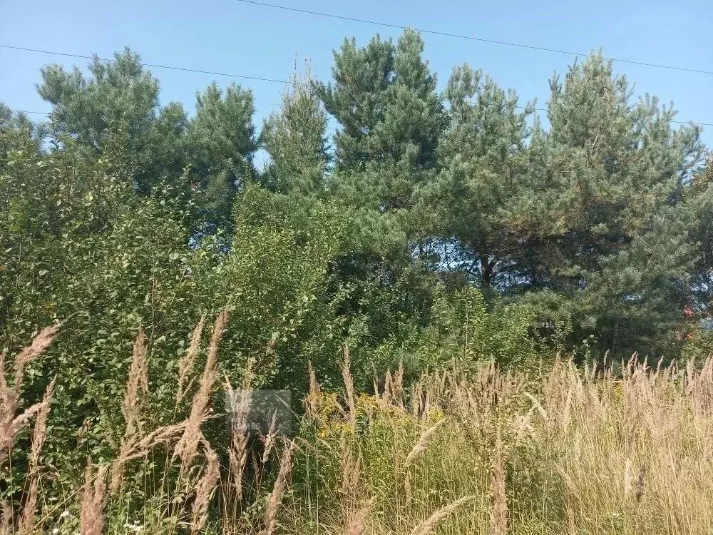 Участок в Московская область, Солнечногорск городской округ, д. ... - Фото 1