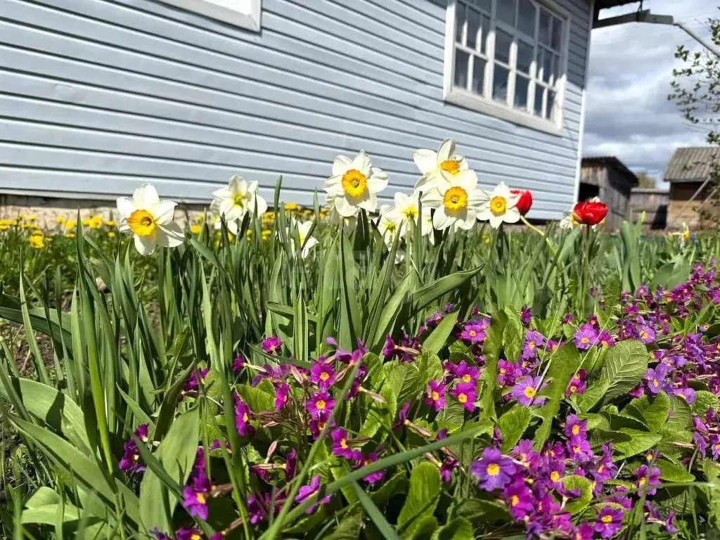 Дом в Вологодская область, Великоустюгский муниципальный округ, пос. ... - Фото 1