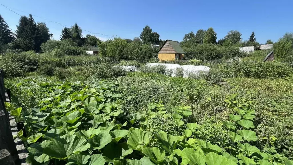 Участок в Новосибирская область, Искитимский район, Мичуринский ... - Фото 1