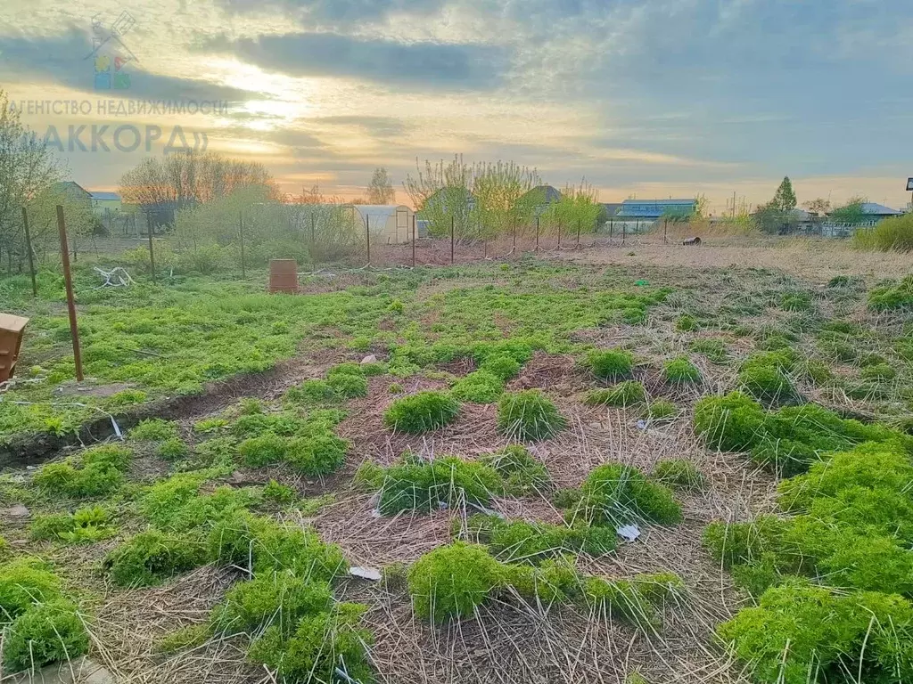 Участок в Алтайский край, Барнаул городской округ, с. Гоньба ул. ... - Фото 0
