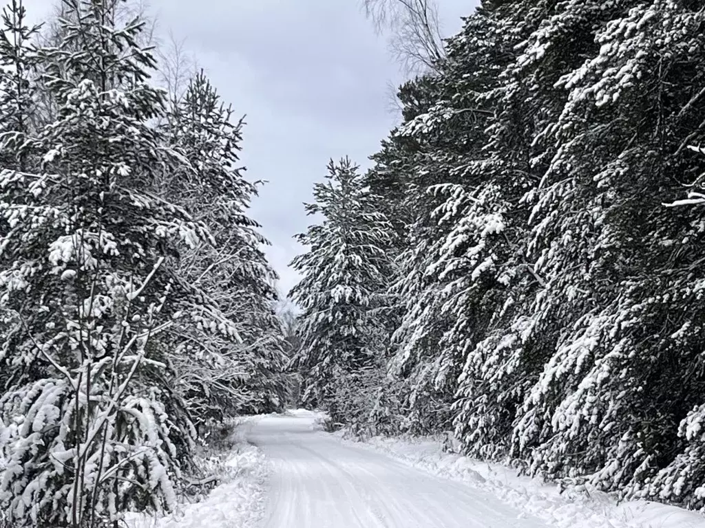Участок в Владимирская область, Александровский муниципальный округ, ... - Фото 2