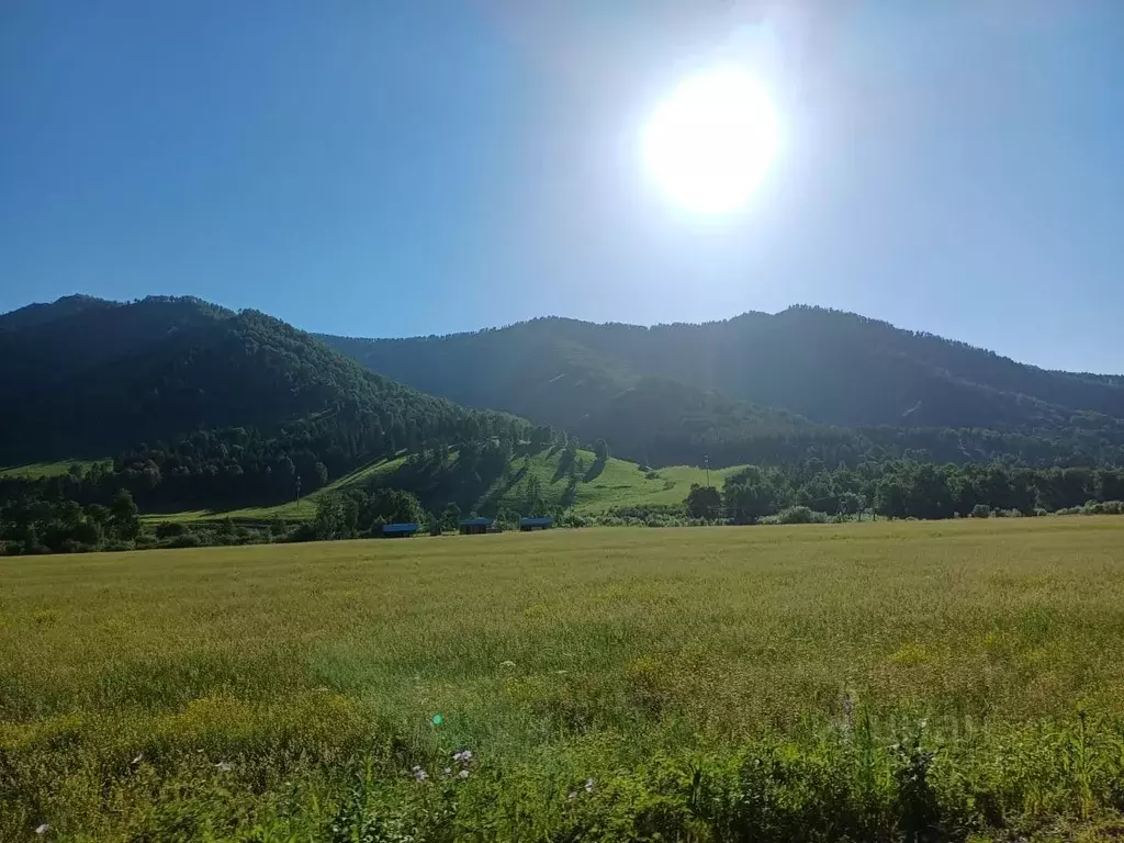 Участок в Алтай, Онгудайский район, с. Ело  (1.0 га.) - Фото 2
