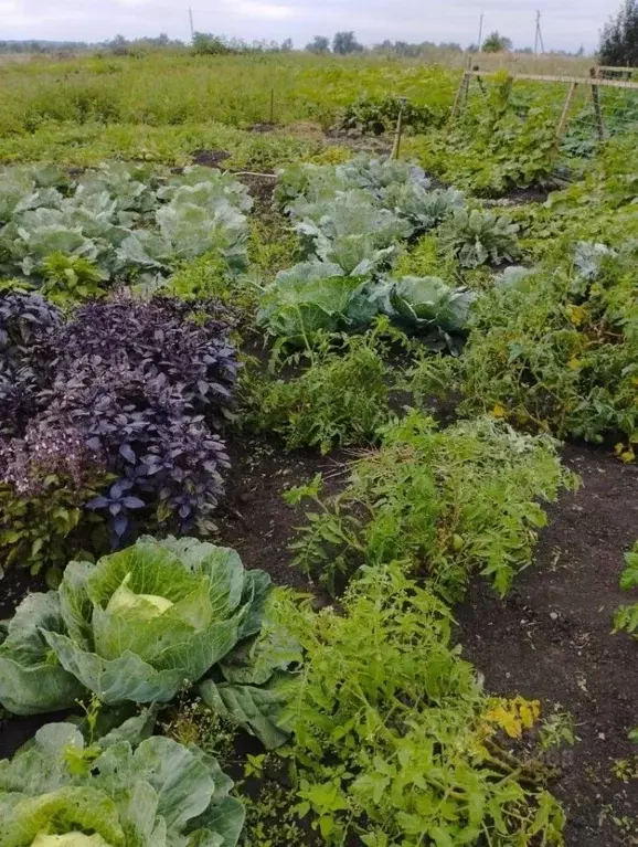 Участок в Белгородская область, Губкинский городской округ, с. ... - Фото 1