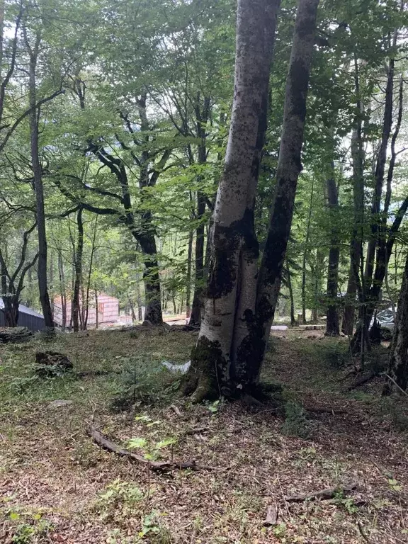 Участок в Карачаево-Черкесия, Зеленчукский район, с. Архыз ул. Лесная ... - Фото 1