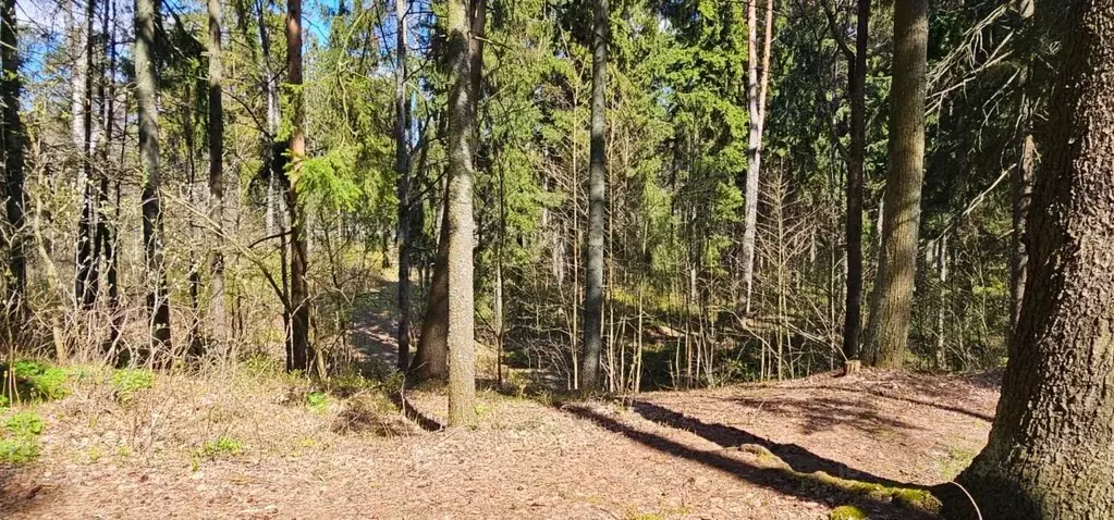 Участок в Санкт-Петербург пос. Солнечное,  (1.5 сот.) - Фото 0