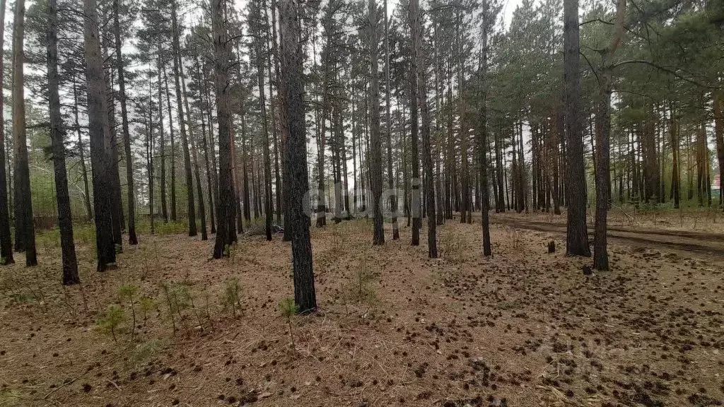 Участок в Забайкальский край, Читинский район, с. Смоленка  (8.1 сот.) - Фото 1