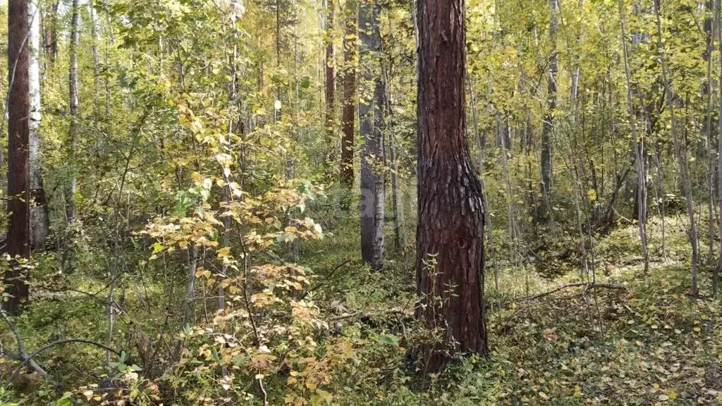 Участок в Бурятия, Баргузинский район, с. Максимиха  (115.9 сот.) - Фото 1