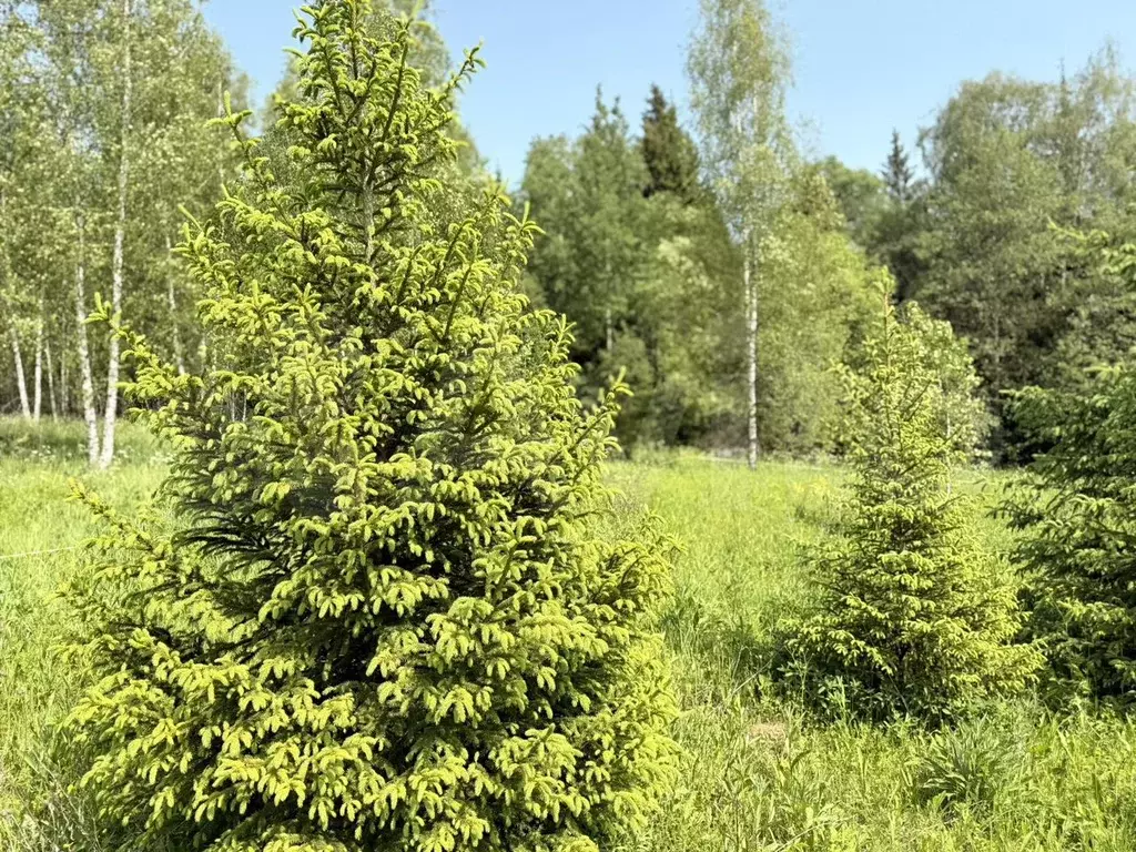 Участок 6,2 сот. (ИЖС) - Фото 1