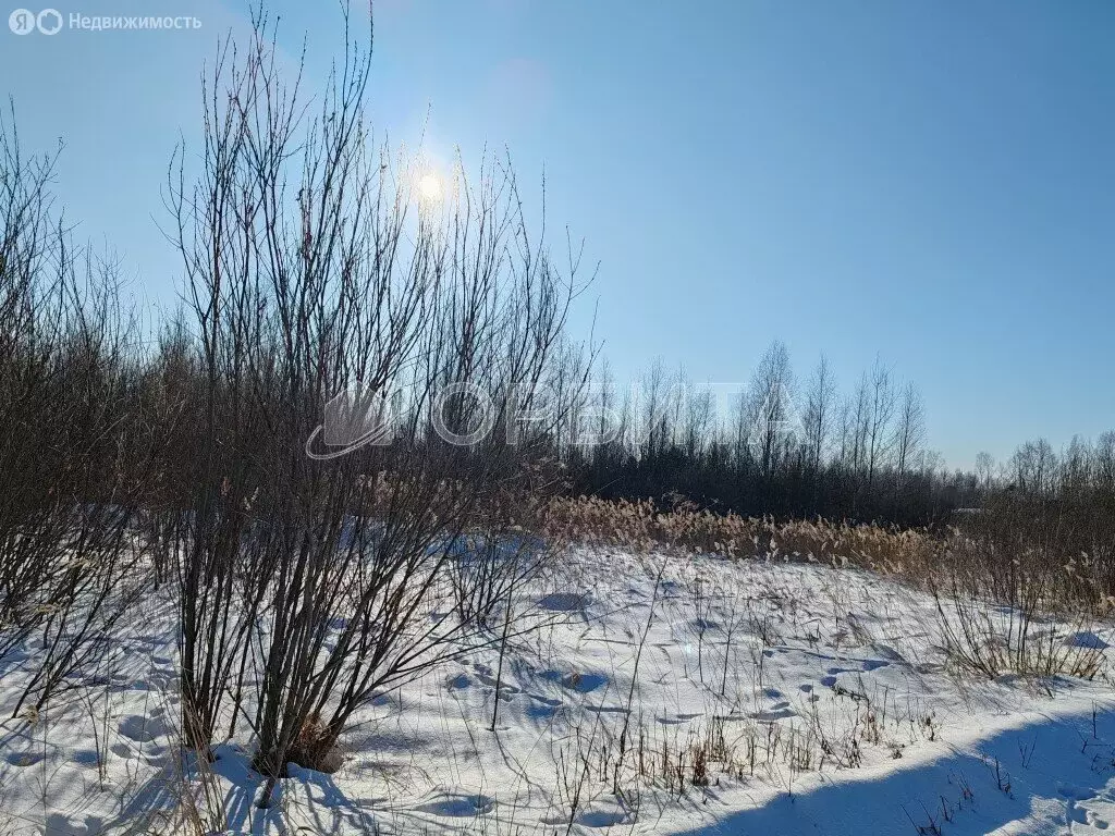 Участок в Тюмень, садовое товарищество Царево, Заповедная улица (5.2 ... - Фото 0