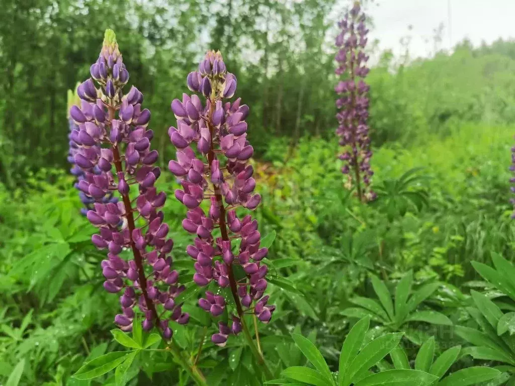 Участок в Вологодская область, Череповецкий район, Югское ... - Фото 1